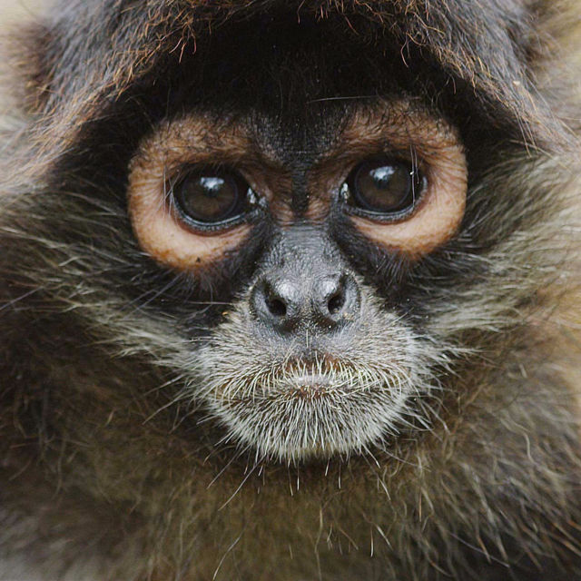Return of The Spider Monkeys