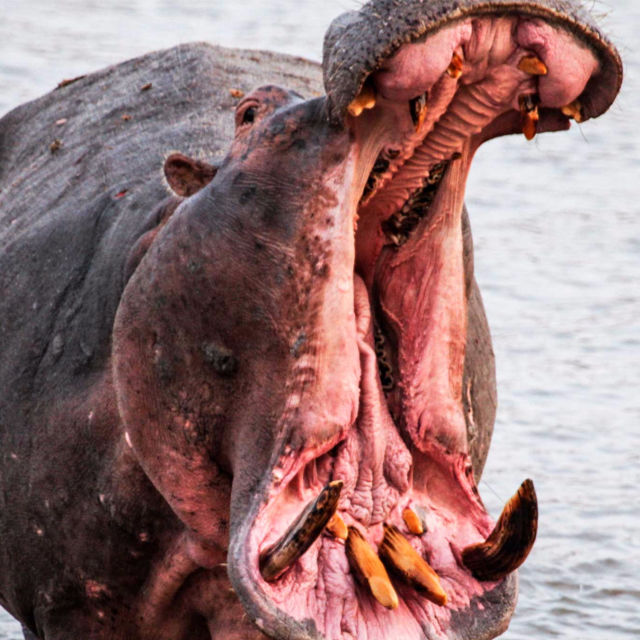 Incredible Fangs