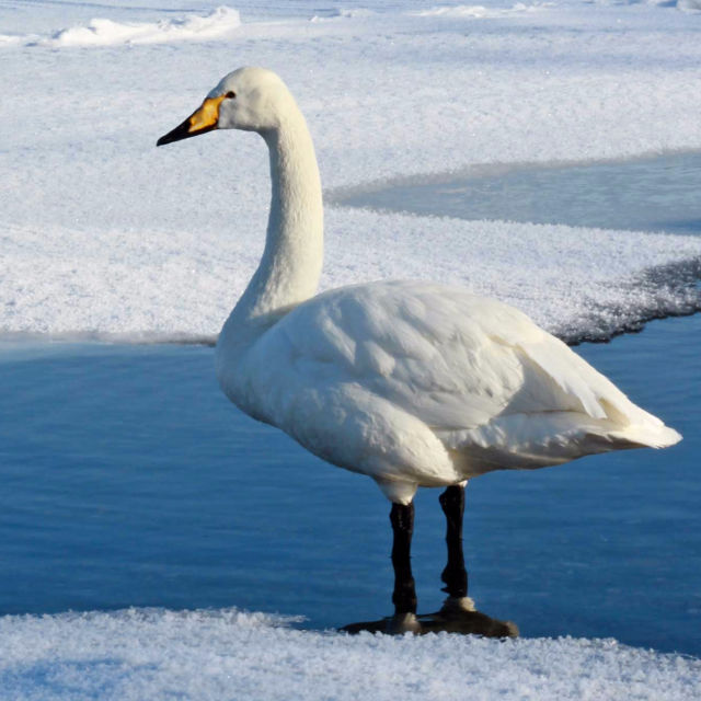 Villi Kaukoitä