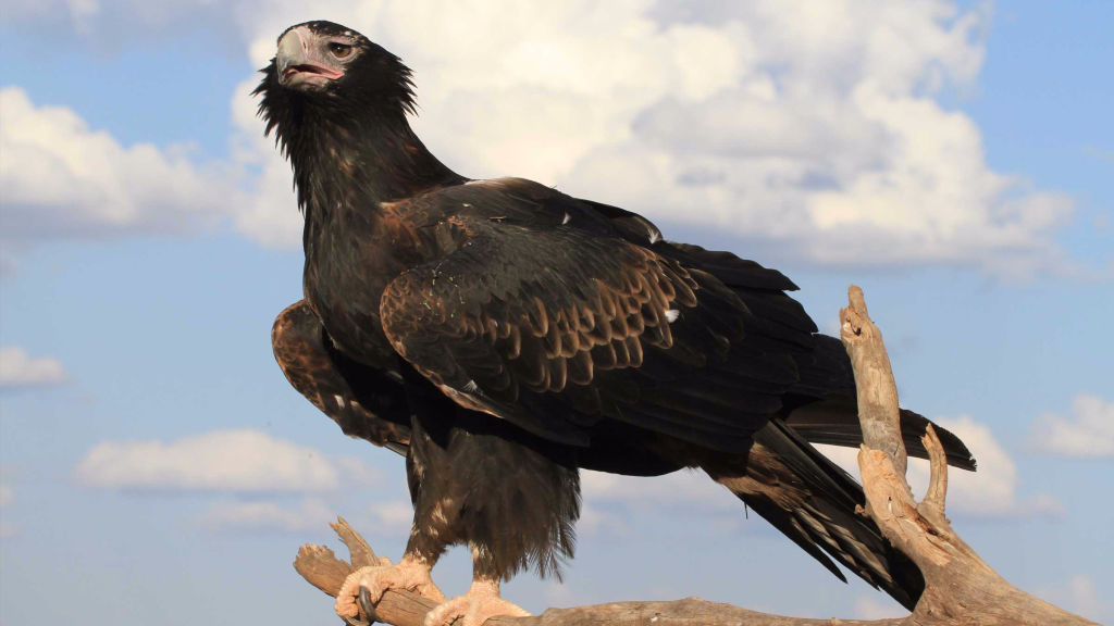 Australia's Deadly Monsters - National Geographic for everyone in everywhere