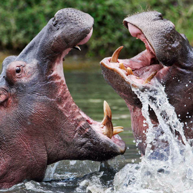 Extreme Animals