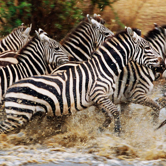 Great Migrations