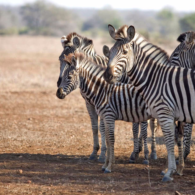 Safari Live Compilations