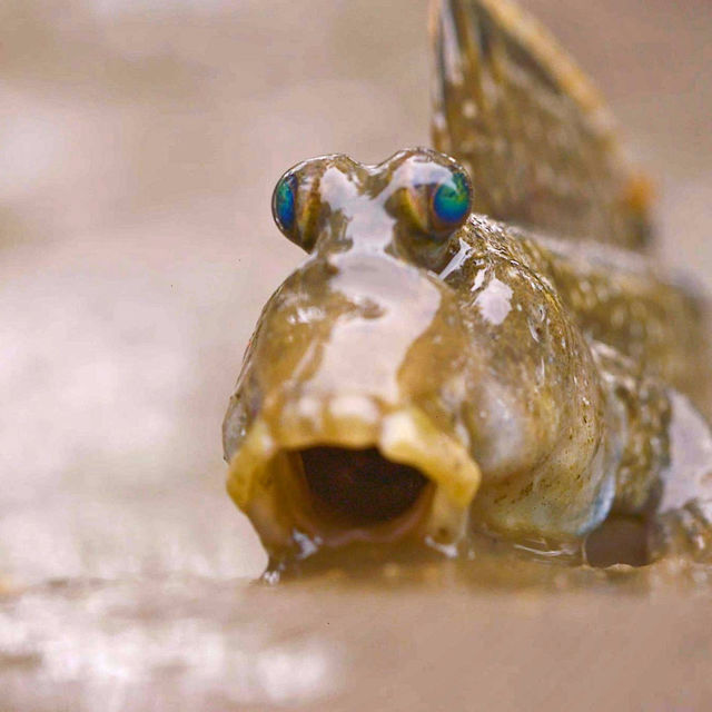 Utrolige fisk