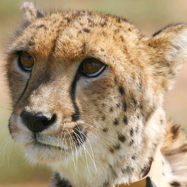 Sibella-The Miracle Cheetah