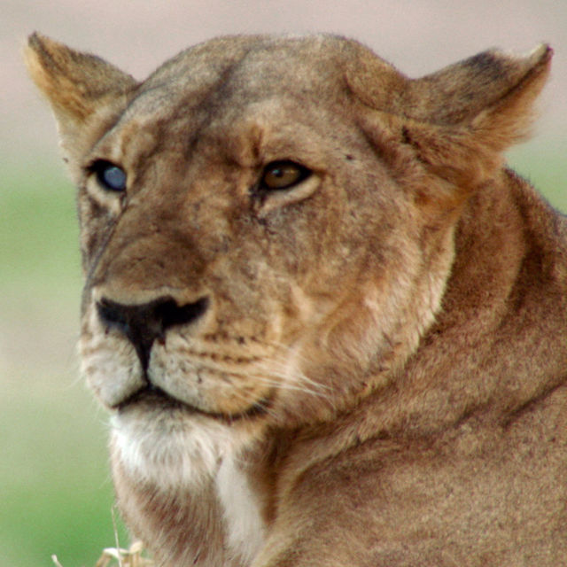 Lion vs. Giraffe