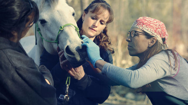 Dr. Oakley: Veterinar iz Yukona