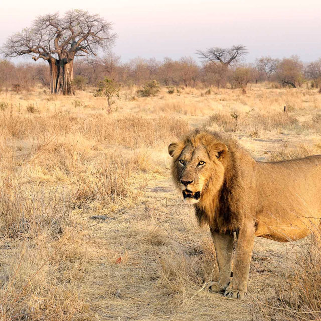 Lion Kingdom