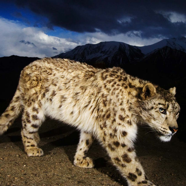 Afghanistans snöleoparder