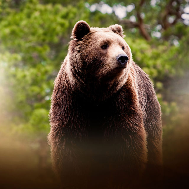 Bozayının İzinde: Sarıkamış