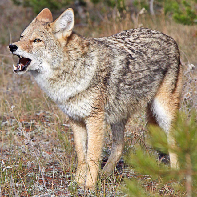 Csata a Yellowstone-ban