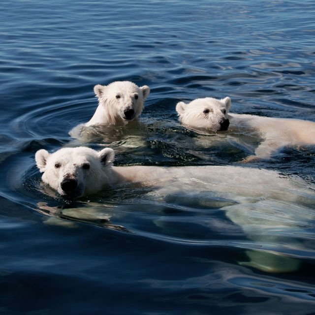 Ice Bear