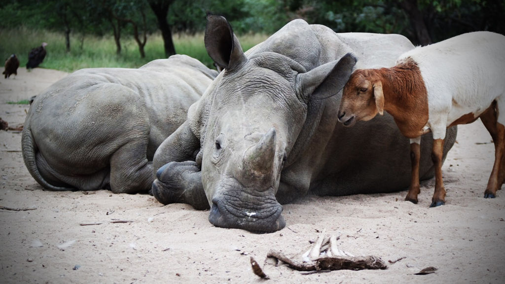 Rossiyadan xotinimning yalangoch suratlari