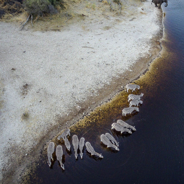Into The Okavango