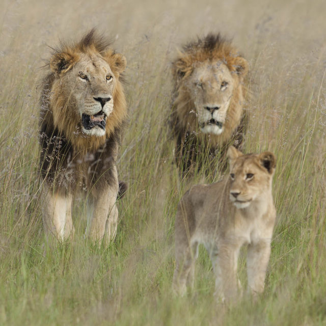 Wild Botswana