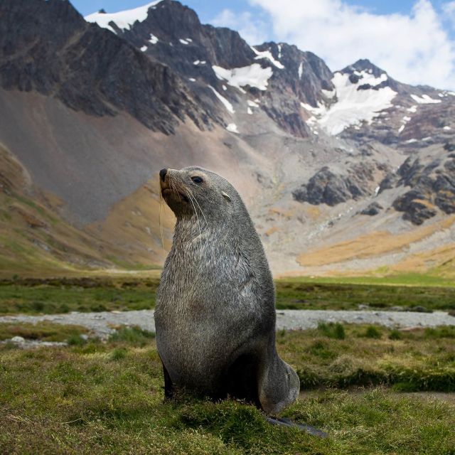 Wild Life: Resurrection Island