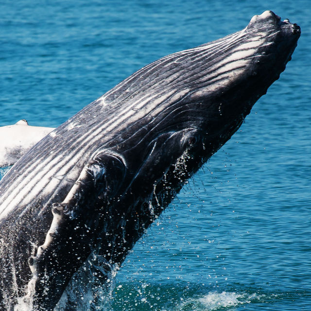 Birthplace Of The Giants