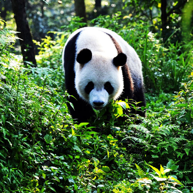 Panda velká