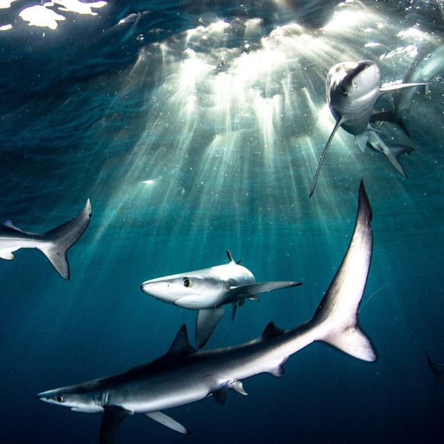 Great Shark Chow Down