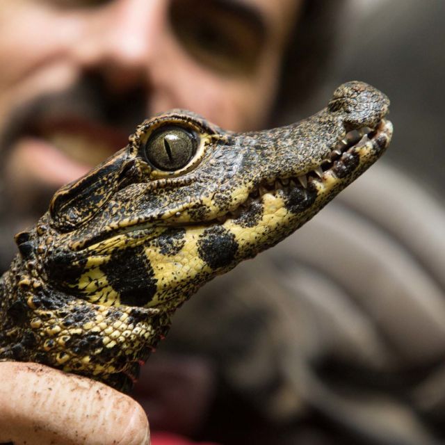 Cave Crocs Of Gabon
