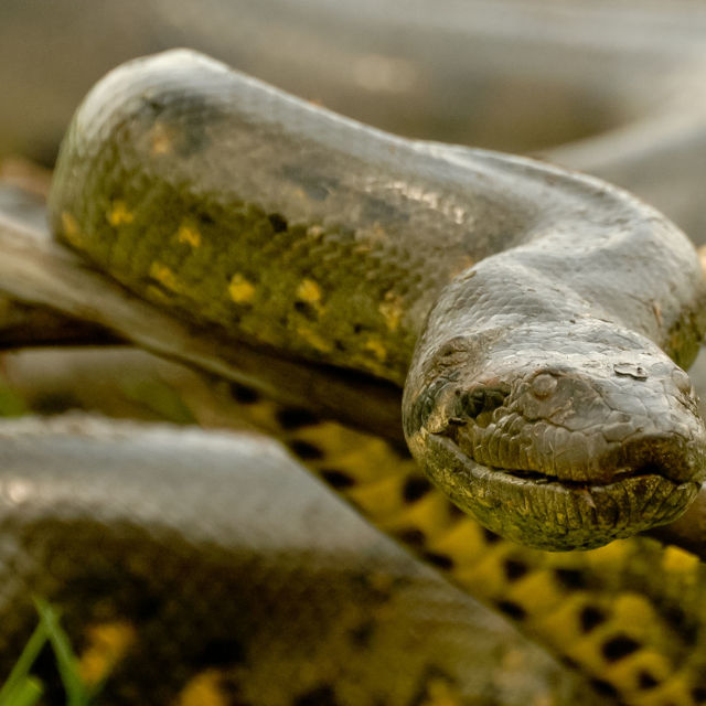 Monster Constrictors