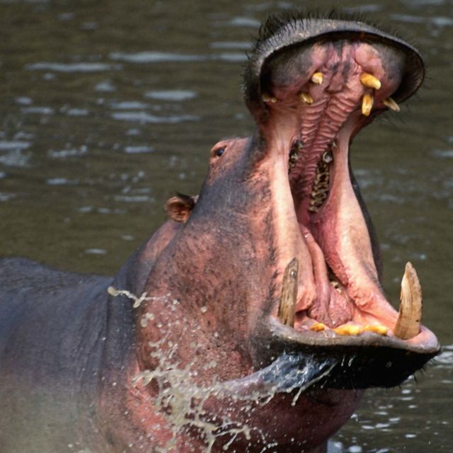 Killer Animal Tactics