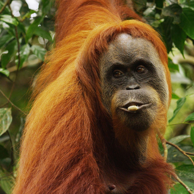 Orangutanların Son Cenneti