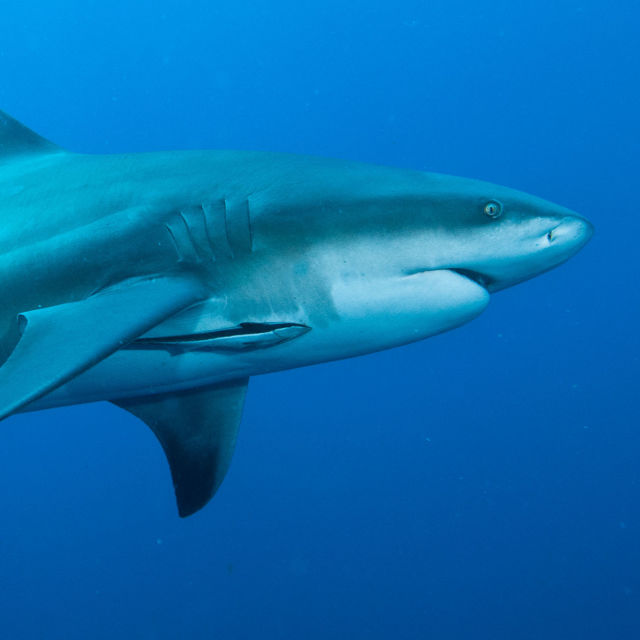 Secrets of The Bullshark
