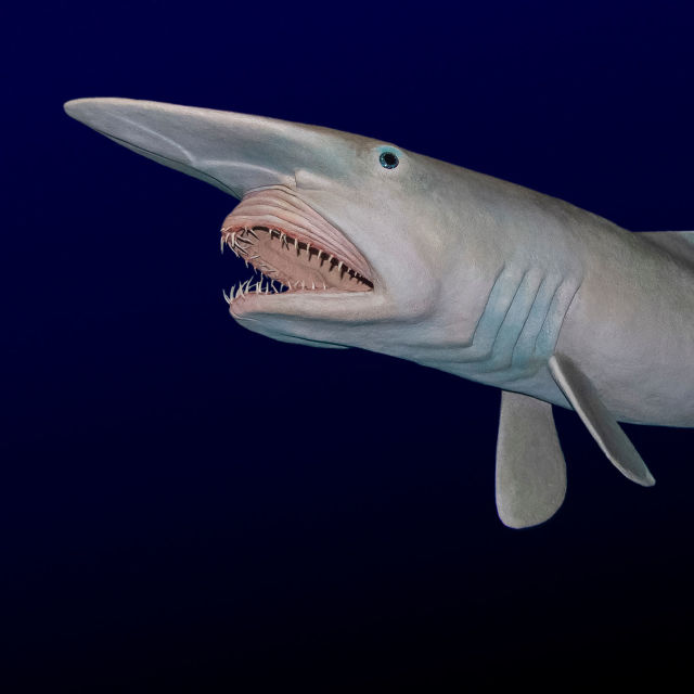 What The Shark?