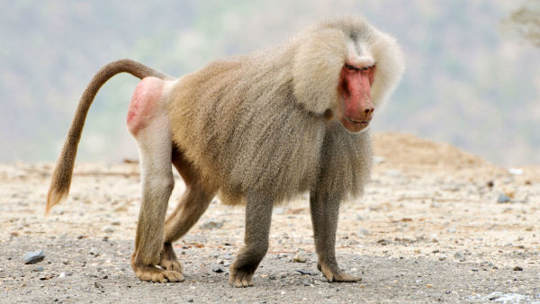 Najopasniji predatori