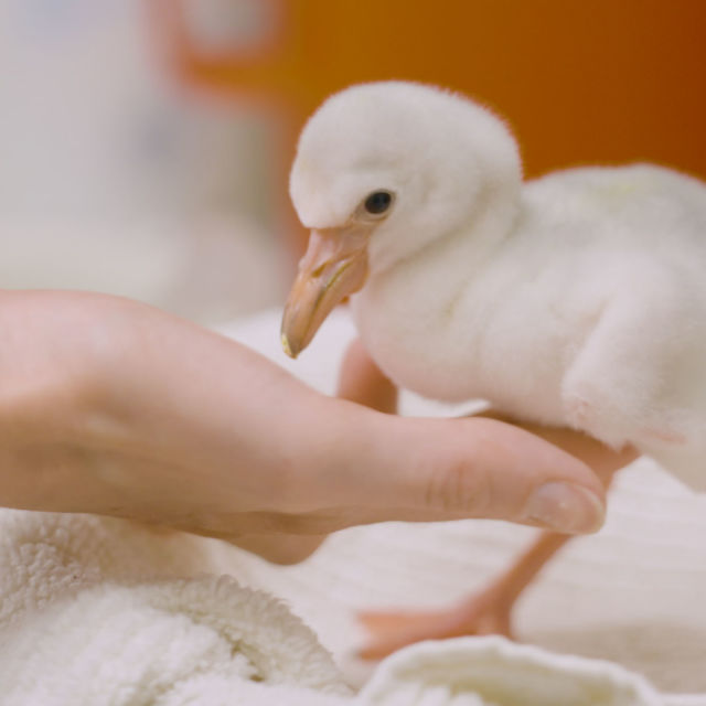 Babies Of The Zoo