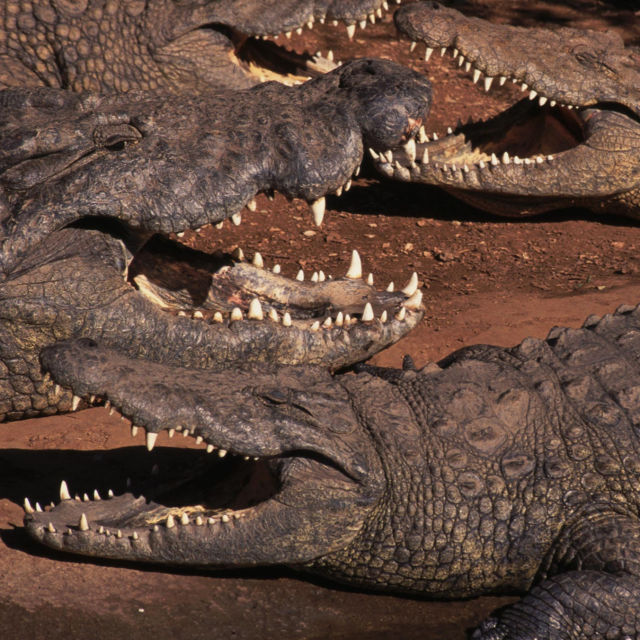 Regele crocodil