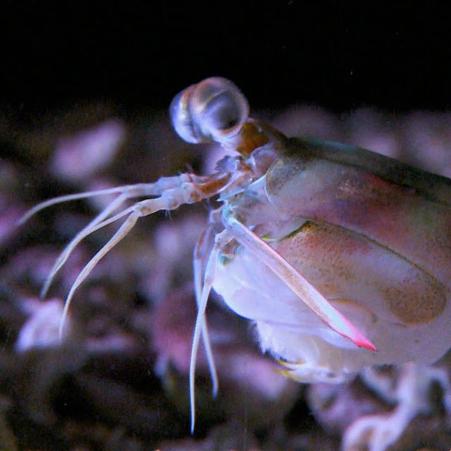 Ninja Shrimp