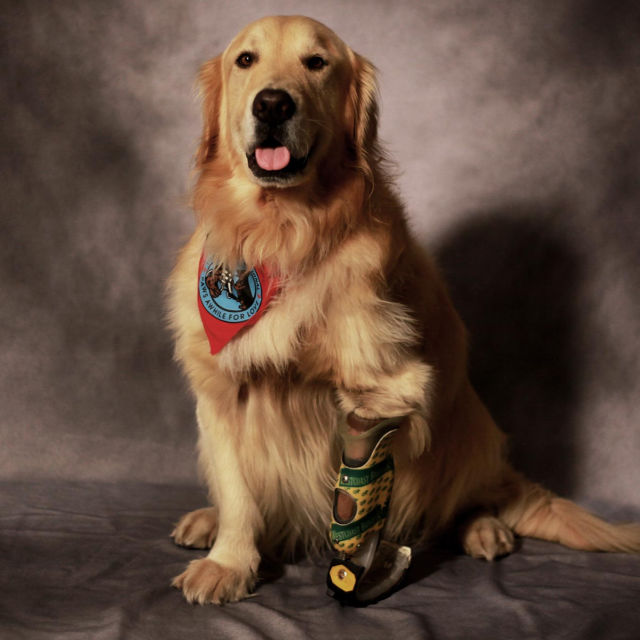 My Bionic Pet