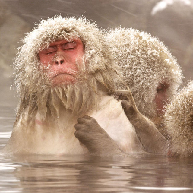 Wild Japan: Snow Monkeys