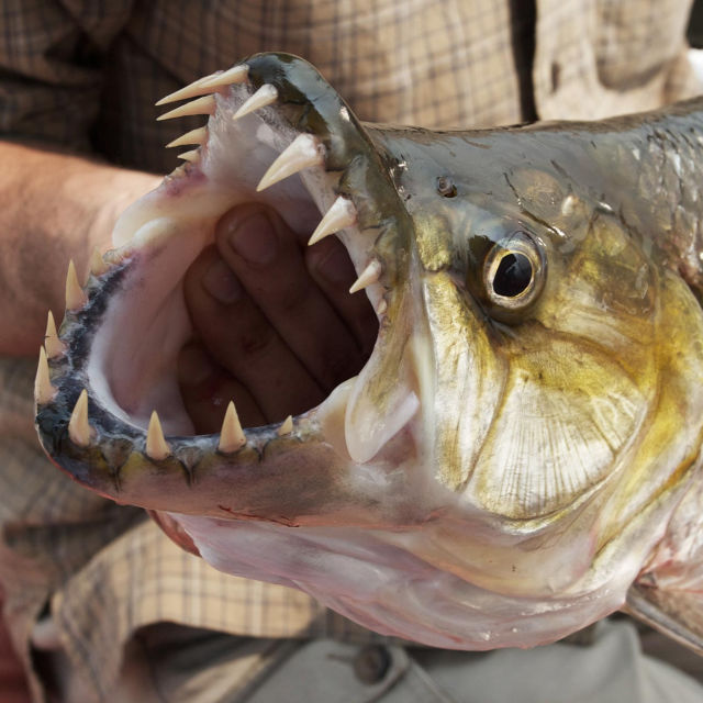 Monster Fish Of The Congo