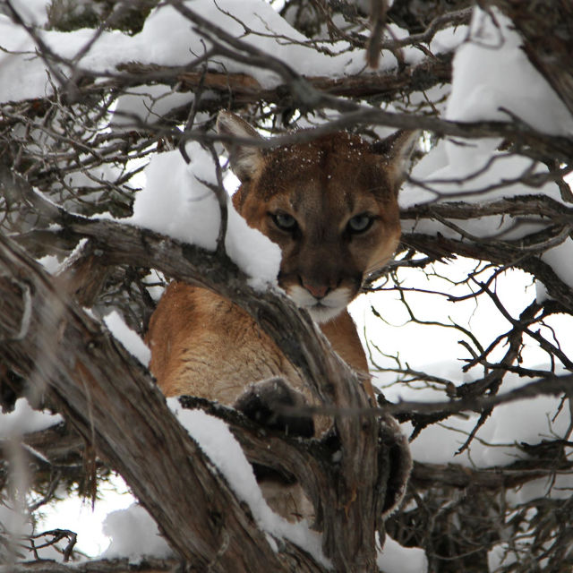 Puma i wilk