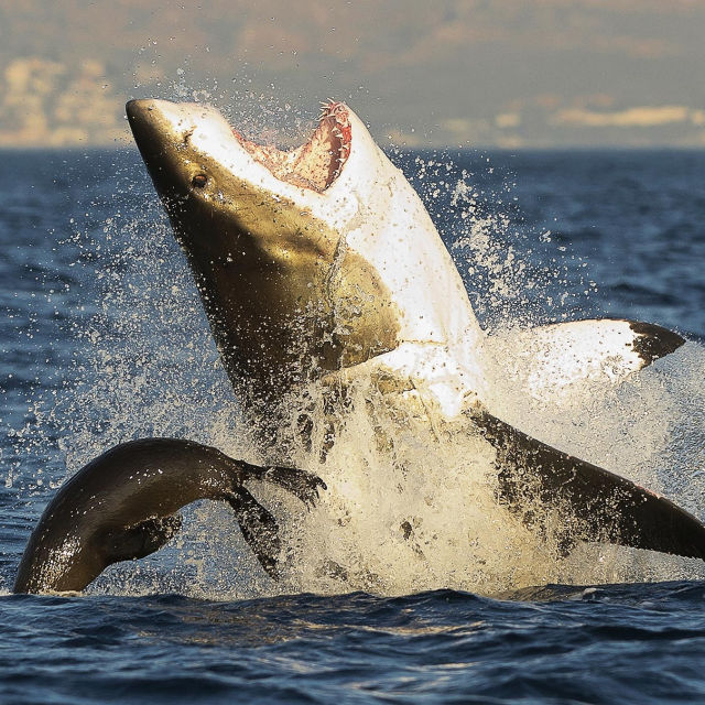 Shark Kill Zone