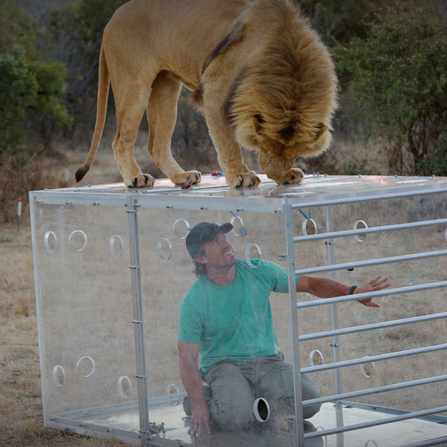 Man V. Lion