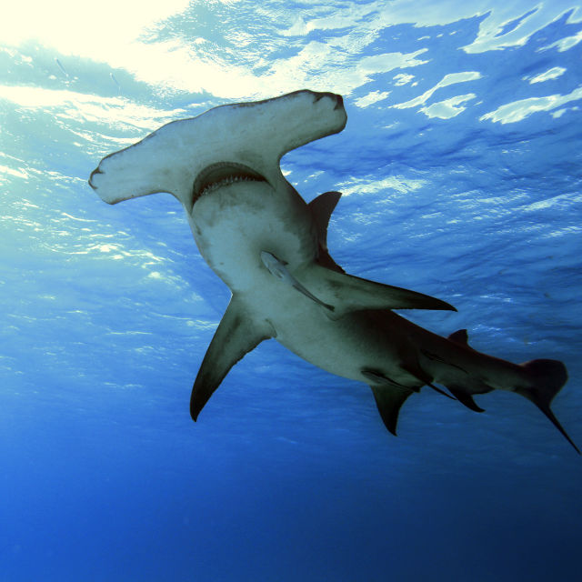 Mega Hammerhead