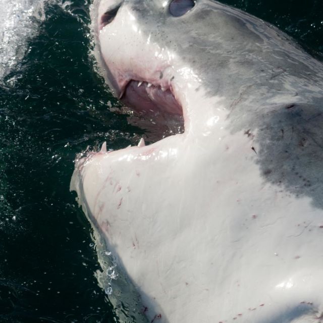10 Animals That Will Kill You