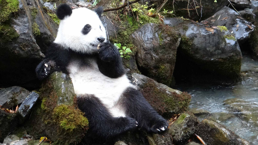 Giant Pandas Bred In Captivity National Geographic For Everyone In Giant Pandas Bred In Captivity National Geographic For Everyone In