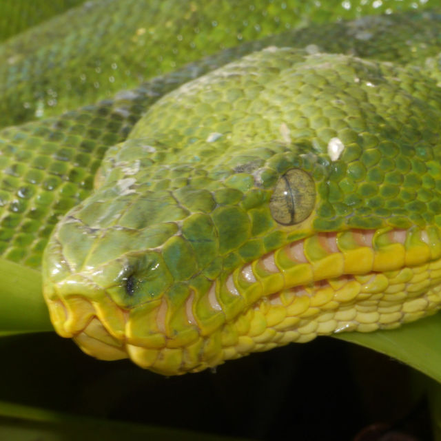Anaconda: Silent Killer