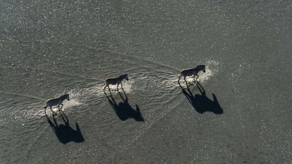 Okavango: River of Dreams