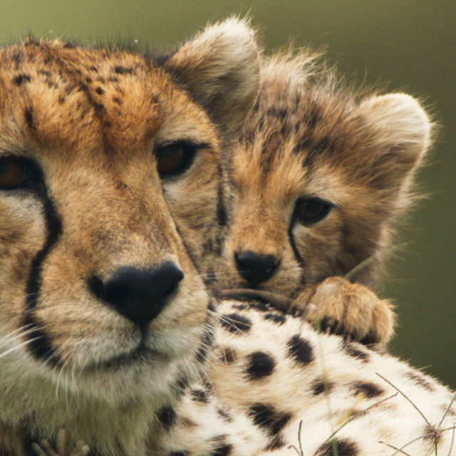 Way Of The Cheetah