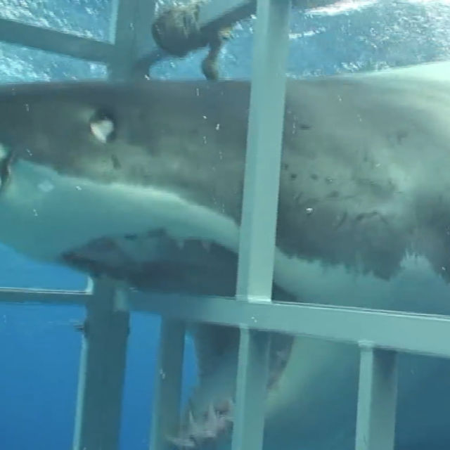 Sharks That Eat Everything