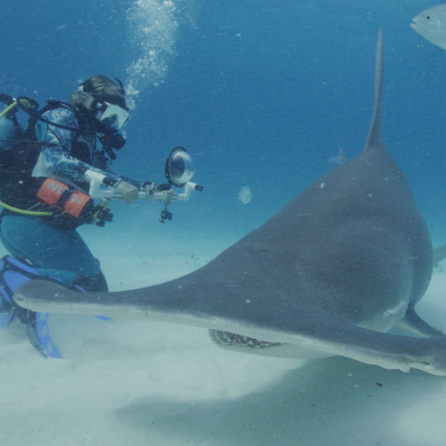 World's Biggest Hammerhead