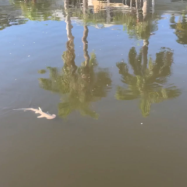 Jaws Invasion