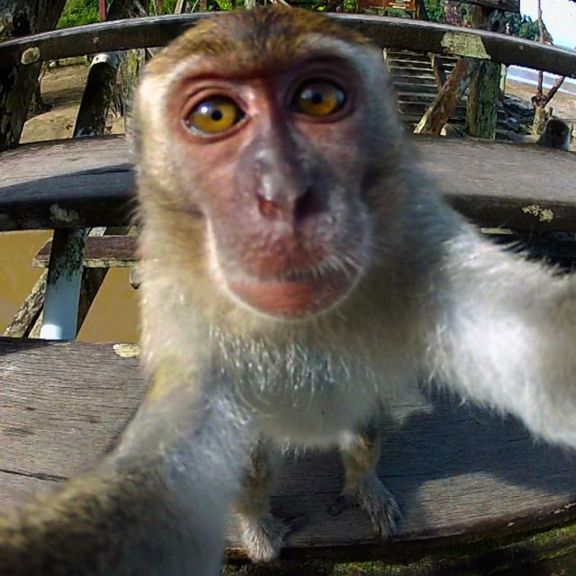 Amazing Animal Selfies
