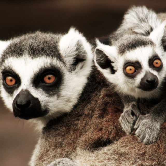 Madagascar: Legender fra Lemurernes ø
